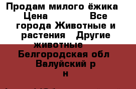 Продам милого ёжика › Цена ­ 10 000 - Все города Животные и растения » Другие животные   . Белгородская обл.,Валуйский р-н